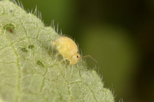 Réf. 275 754 : Sminthurus viridis